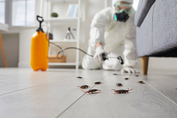 Affordable Termite Control solutions in Spring Valley, AZ